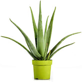 Aloevera Plant In Green Pot